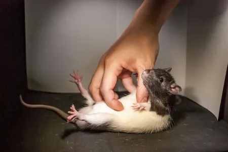 A tickled rat.