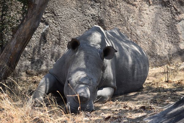 Sleepy Rhino thumbnail