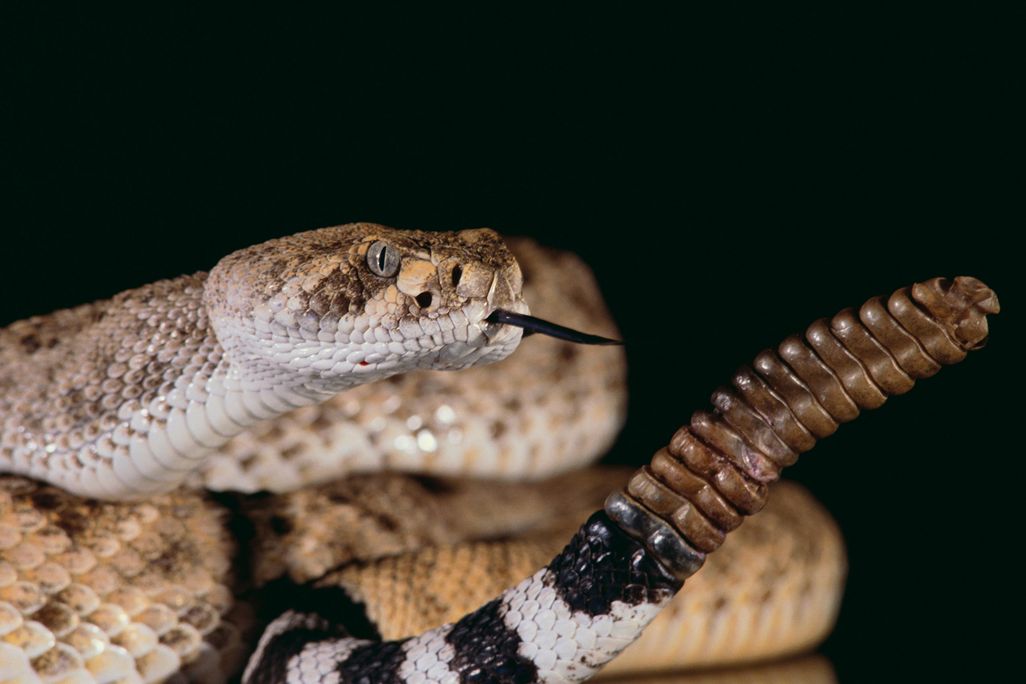 rattlesnake