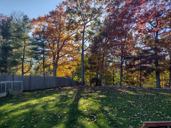 Radiating New England Foliage thumbnail