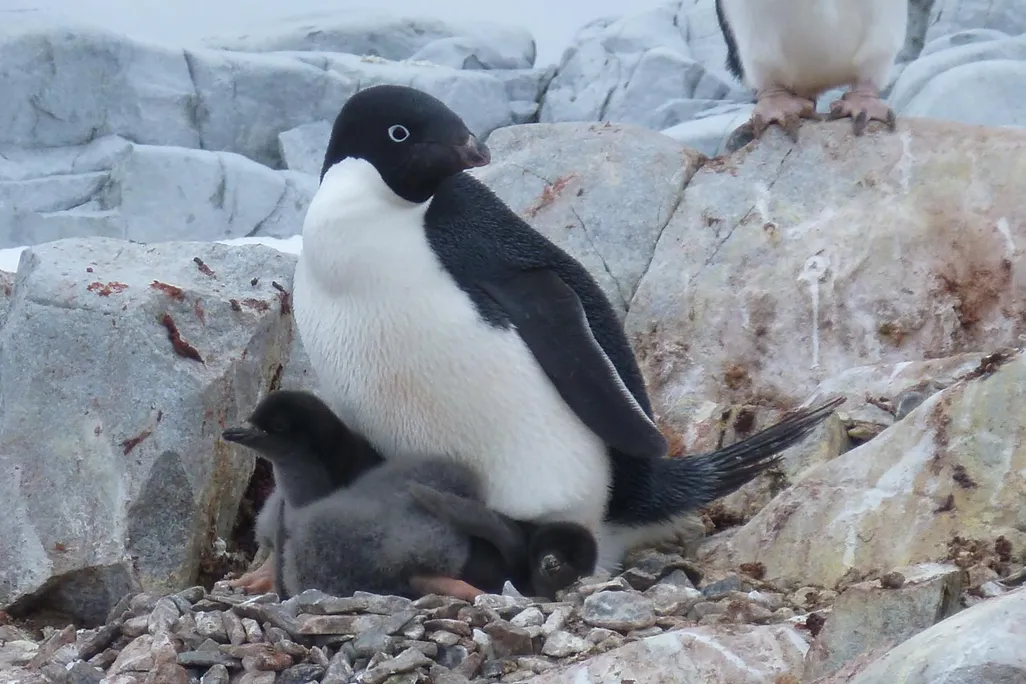 Adelie Penguin