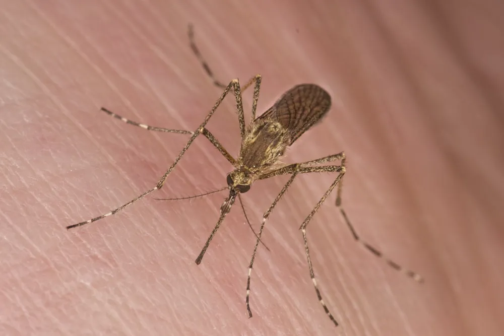 Mosquito