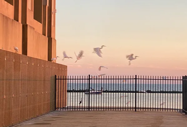 Egret flight at sunset thumbnail