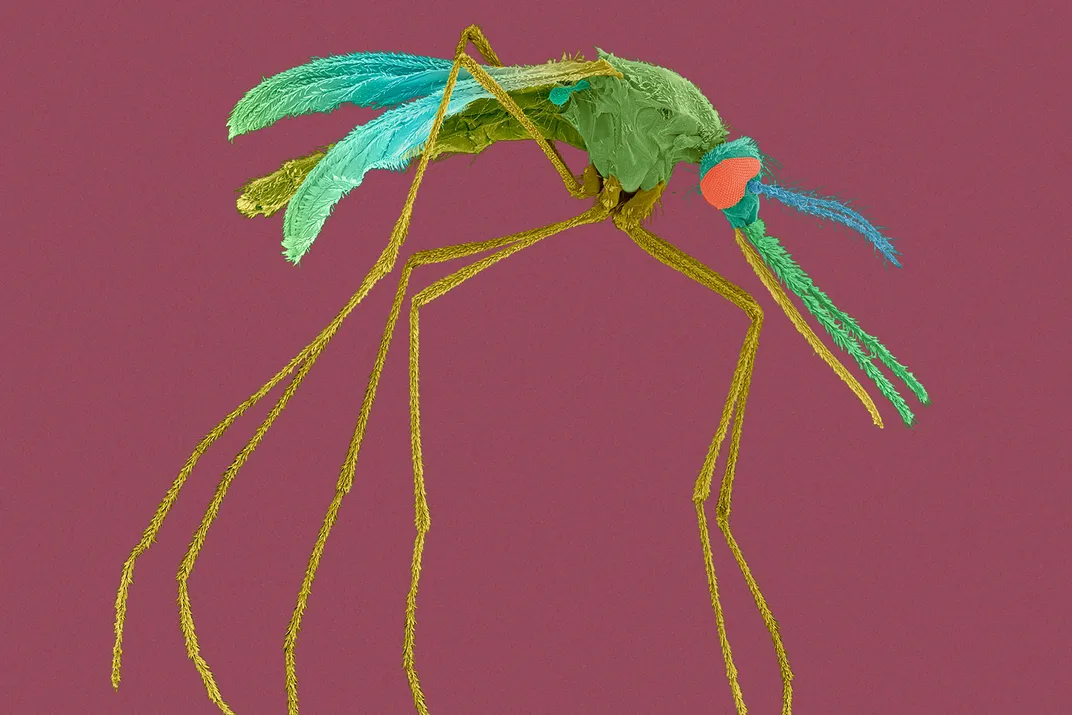 Mosquito