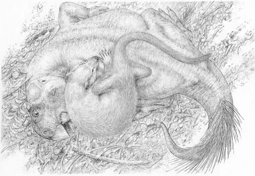 a line drawing of a small badger-like prehistoric animal tussling with a larger, beaked dinosaur