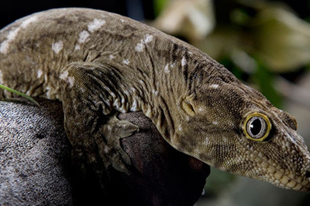 The caldonian gecko, one of the zoo's many reptiles.