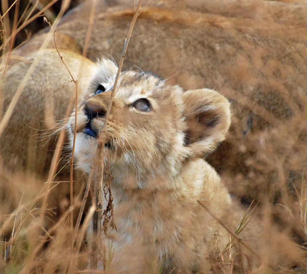 Lions, Lions and Lions, Oh My! 15 Photos of the Most Majestic Big Cats Found Throughout Africa