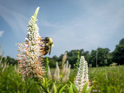 A rusty patched bumblebee, the first bumblebee species to be listed as endangered in the United States, clings to culver&rsquo;s root in Fitchburg, Wisconsin.