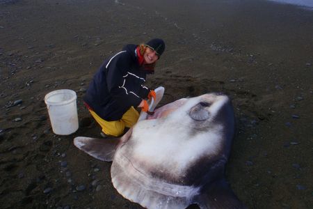 Marianne Nyegaard poses next to a beached hoodwinker sunfish near Christchurch, New Zealand.