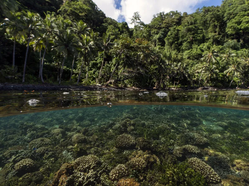 Jungles of Papua New Guinea | Smithsonian Photo Contest | Smithsonian