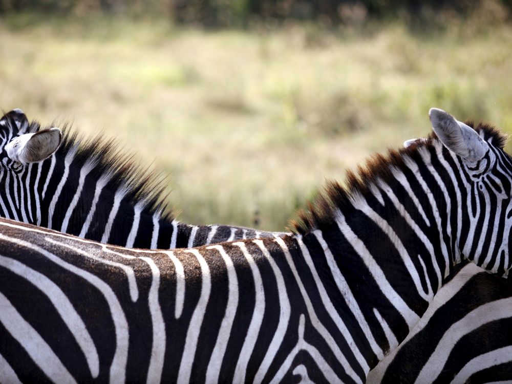 Zebra