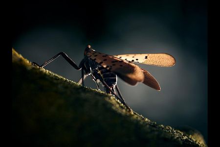 The spotted lanternfly has landed. This adult was seen in Pennsylvania, hard hit by the alien species.