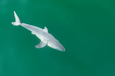 The shark, which researchers suggest is a newborn great white, seen off California&#39;s coast in July 2023.