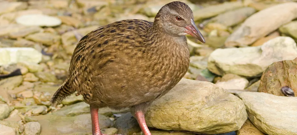  The New Zealand Weka, or woodhen 