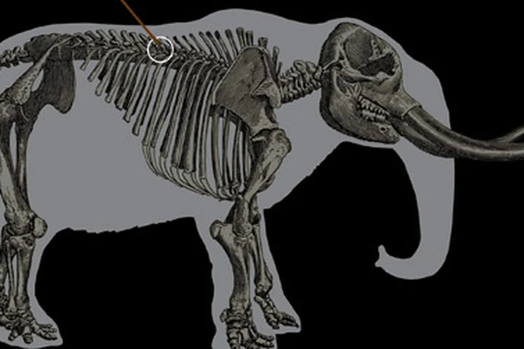 The outline of a mastodon skeleton