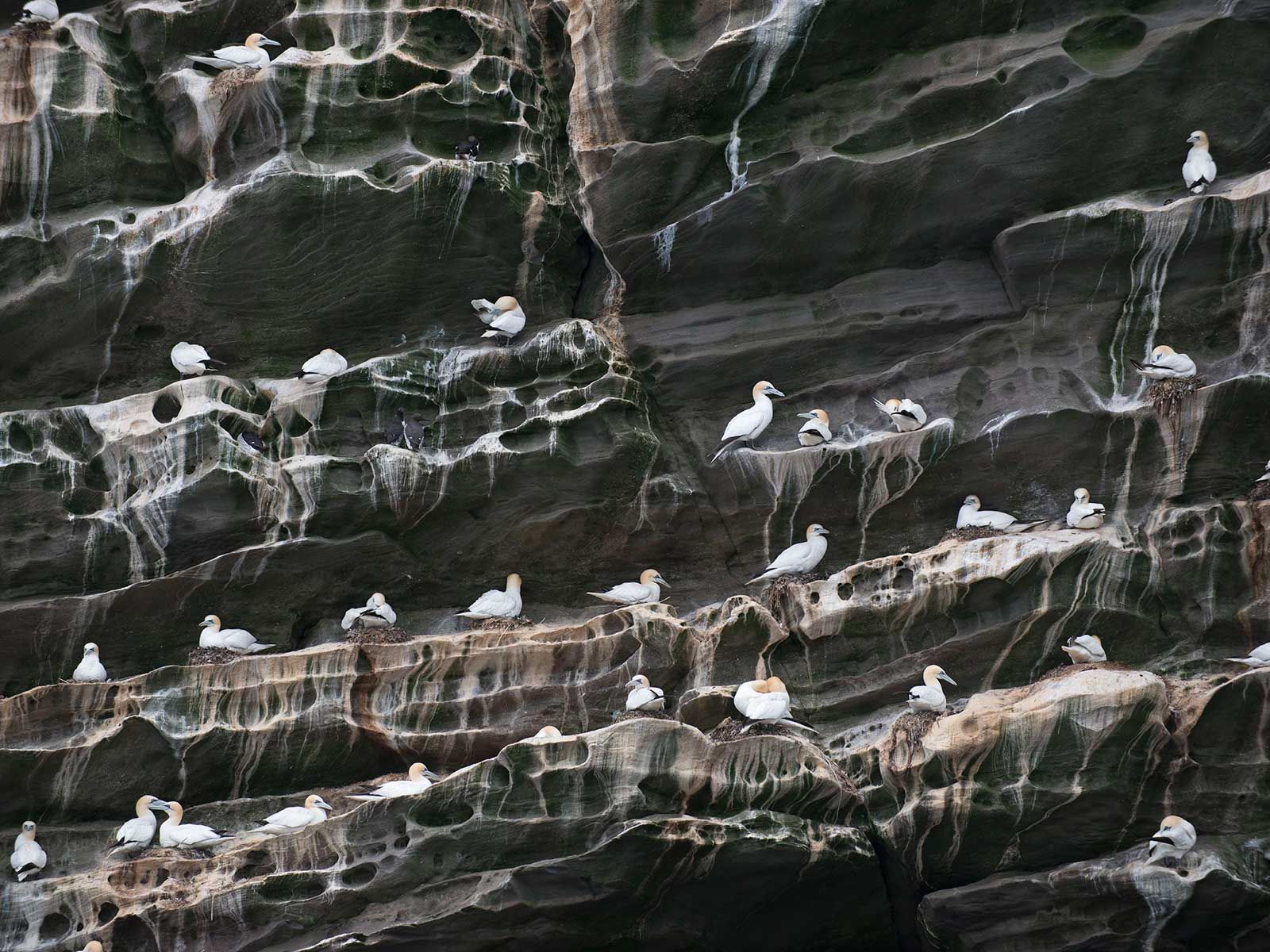 Seabird Poop Is Worth More Than $1 Billion Annually
