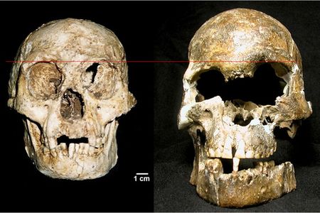 The Flores hobbit skull (left) compared to another H. sapiens skull recovered on the island that dates to around 4,000 years ago (right). 