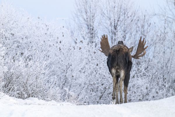 A moose caboose walking through the trees in Anchorage, Alaska. thumbnail