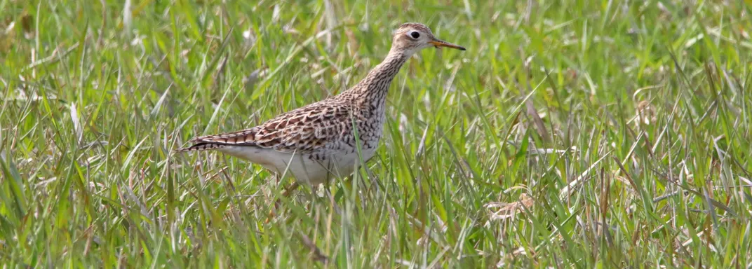 Upland sandpiper