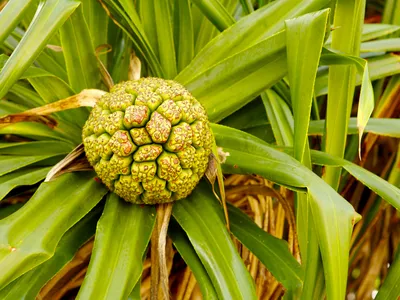 The female pandanus plant of the Asia Pacific region produces a vitamin- and potassium-rich pineapple-like fruit.