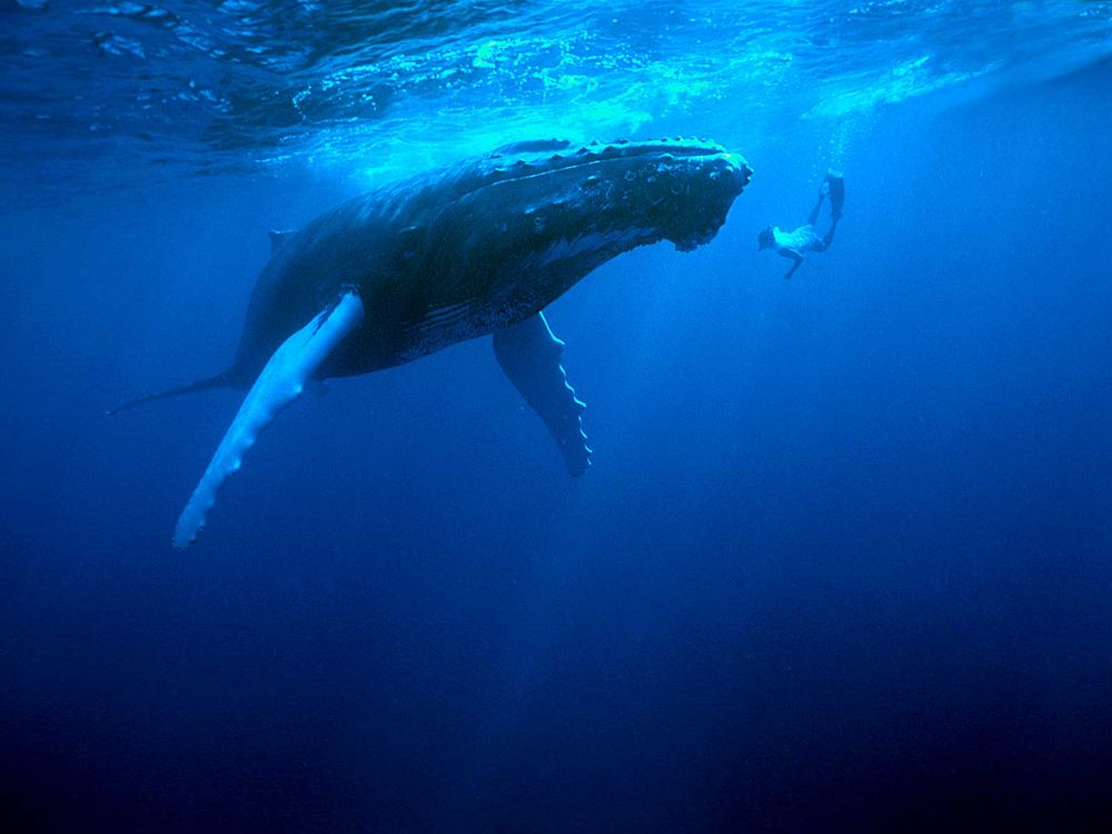 Humpback Whale and Snorkeler