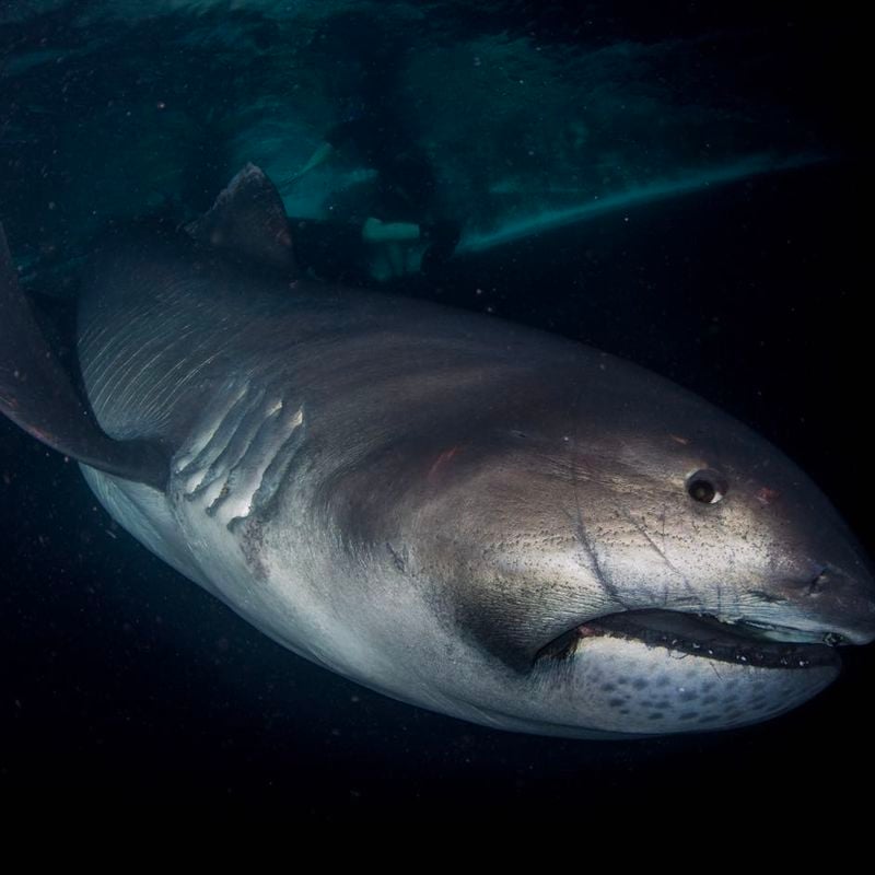 Rare Megamouth Shark Arrives at the Smithsonian | Smithsonian Voices |  National Museum of Natural History Smithsonian Magazine