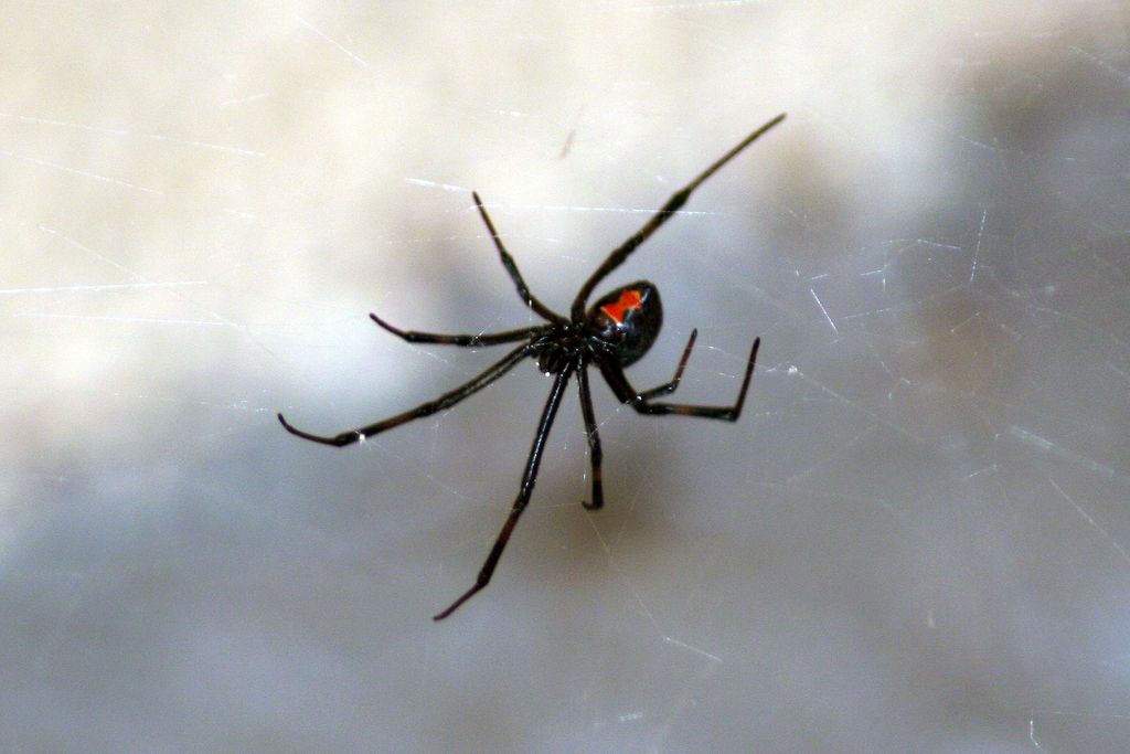 a black widow spider in a web