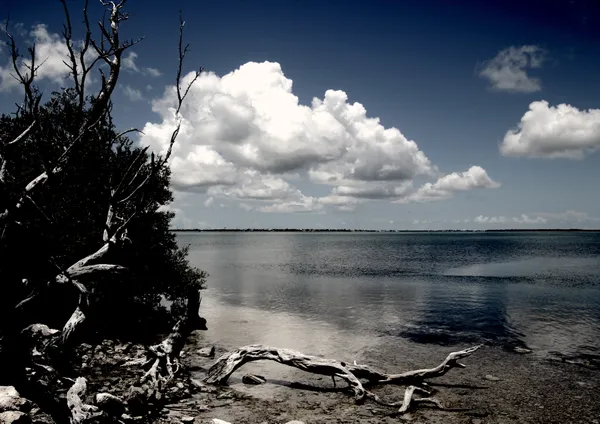 Bahia Honda Dead wood and Water thumbnail