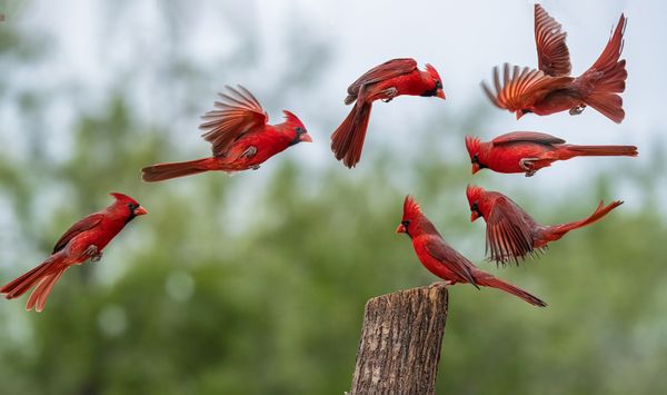 A Cardinal's Landing thumbnail