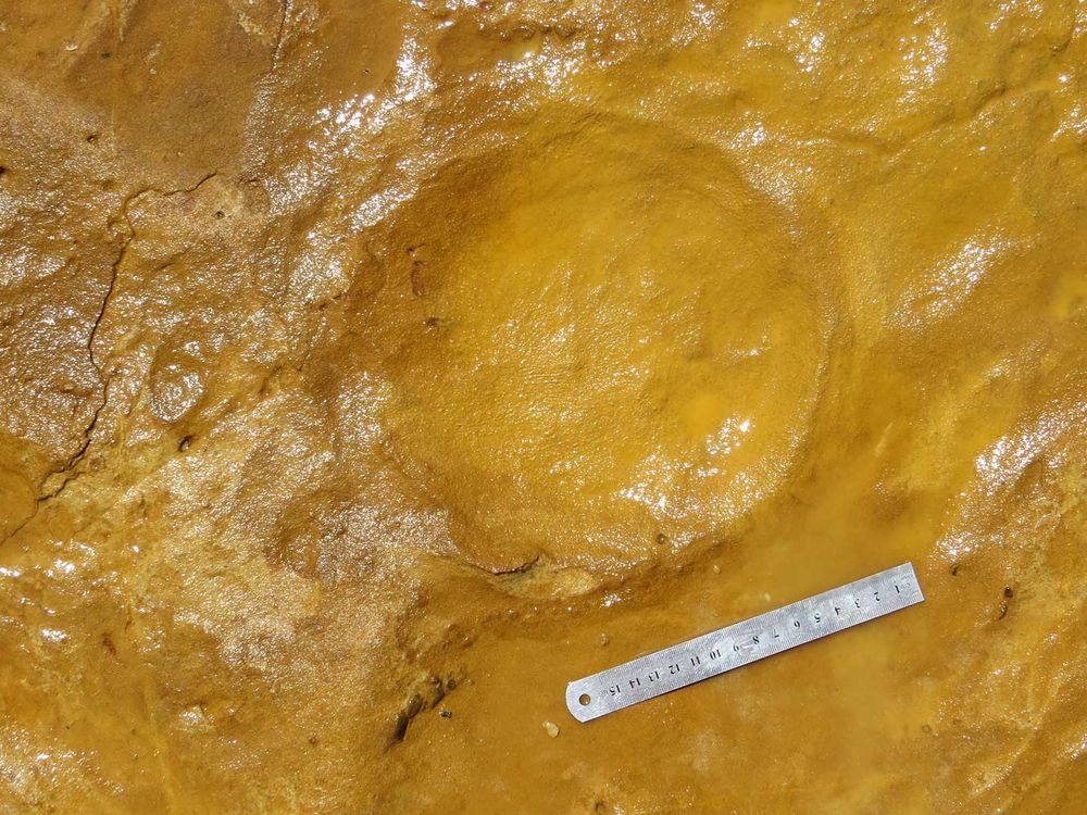 Fossilized Elephant Footprint