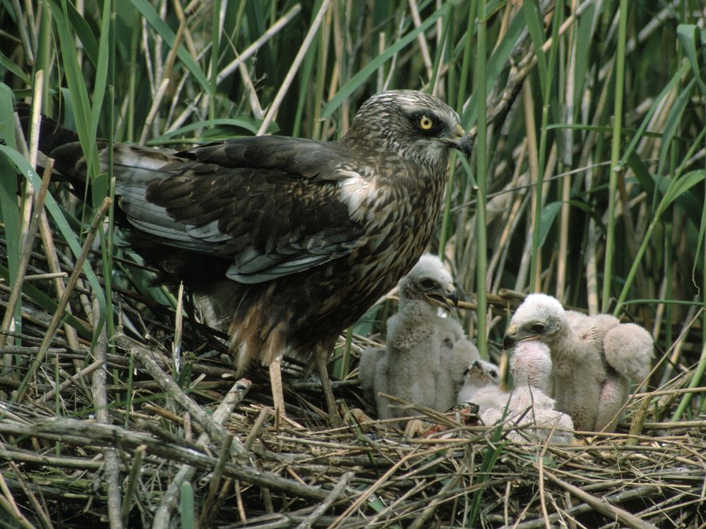 Marsh Harrier