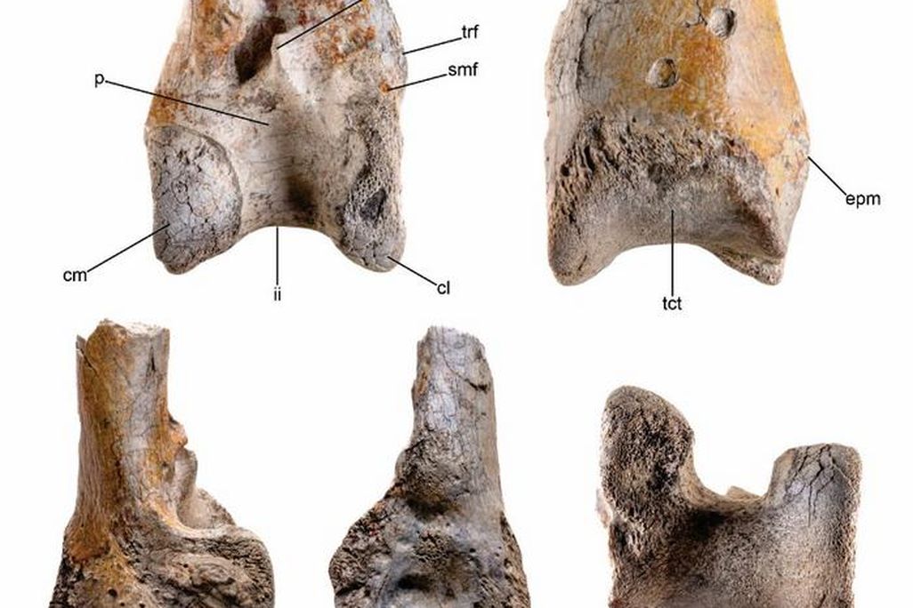 Fragments of the bone of the terror bird