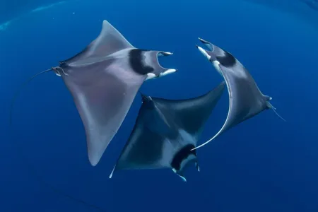 “Courting Devil Ray Ballet” by Duncan Murrell


