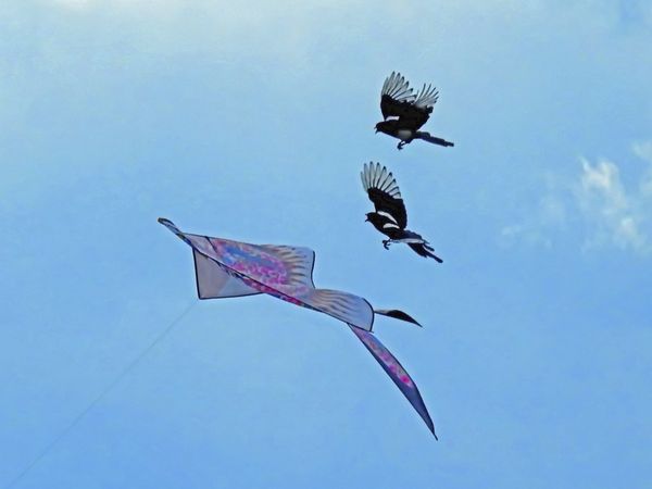 Two magpies playing with a kite thumbnail