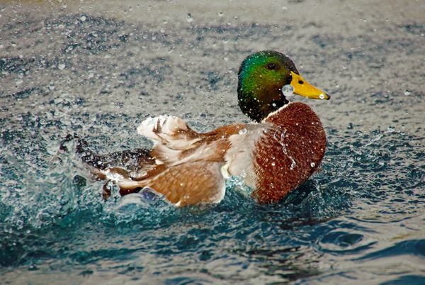 the artistic duck bathing in the water thumbnail