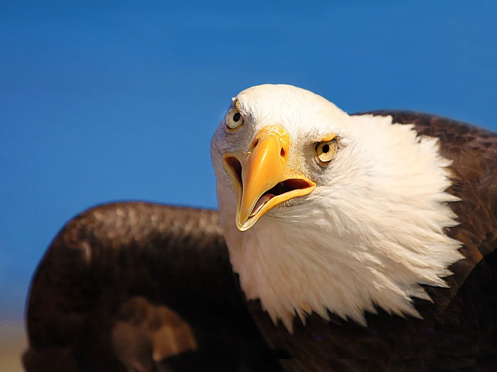 Bald Eagle – Big Bear Zoo