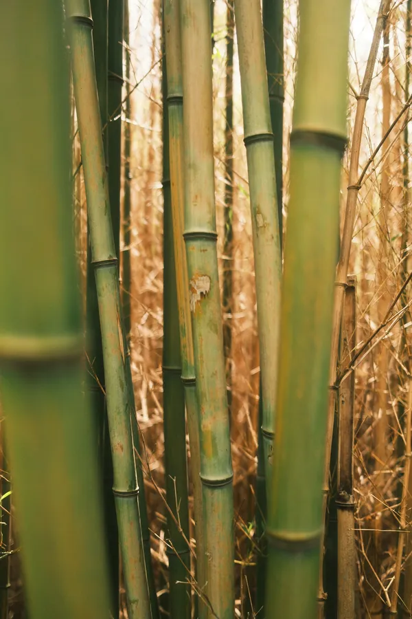 Bamboo Bliss thumbnail