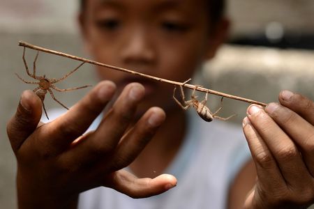Spider wrestling can range from casual matches played by children to more high-stakes games involving gambling.