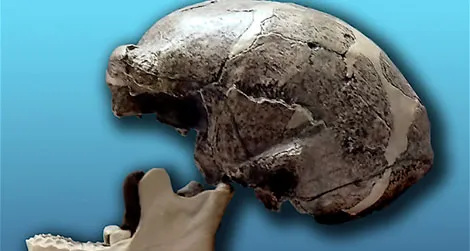 A replica of one of the Peking Man skulls