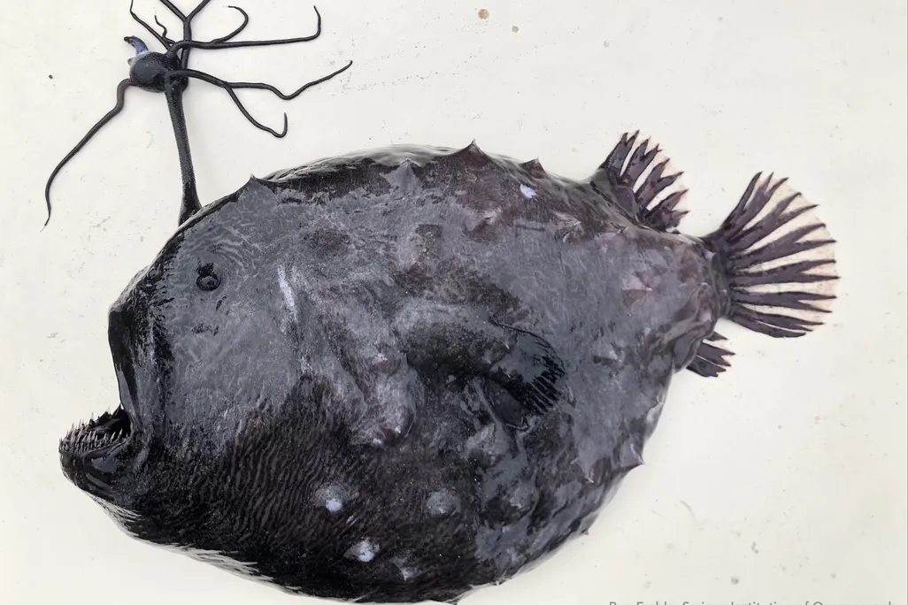 A Pacific footballfish lays in the sand. It has a slimy, black, gelatinous body with rough spikes. It has tiny eyes and a massive mouth with needle-like teeth. An appendage growing from it's head looks like a tethered ball with legs.