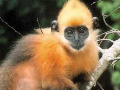 Farewell-Cat-Ba-Langur-631.jpg