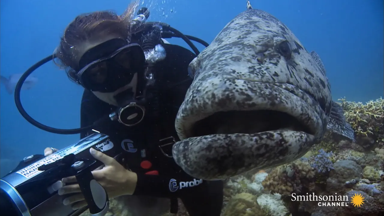 Preview thumbnail for This Young Woman Will Stop at Nothing to End Shark Finning