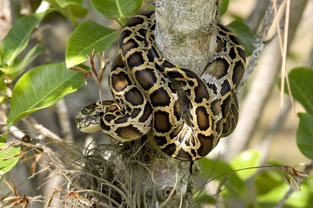 a Burmese python in a tree