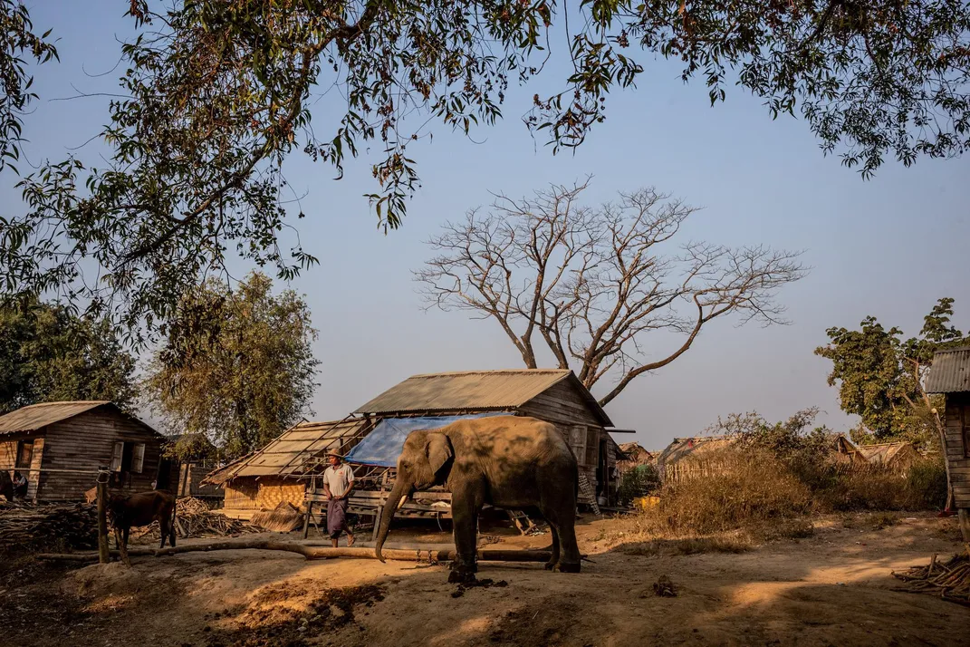 Myint Than, a mahout at the Myaing Hay Wun elephant camp in Myanmar