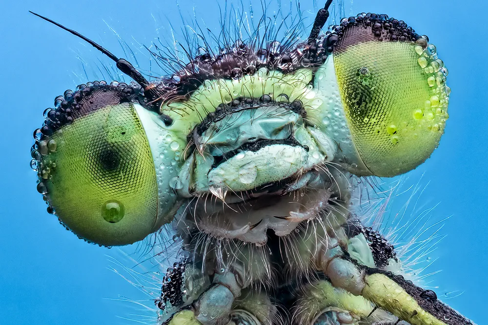 close-up of the face and front legs of a dragonfly-like creature, its compound eyes black and green and its body blue; it sits on a leaf against a blue background