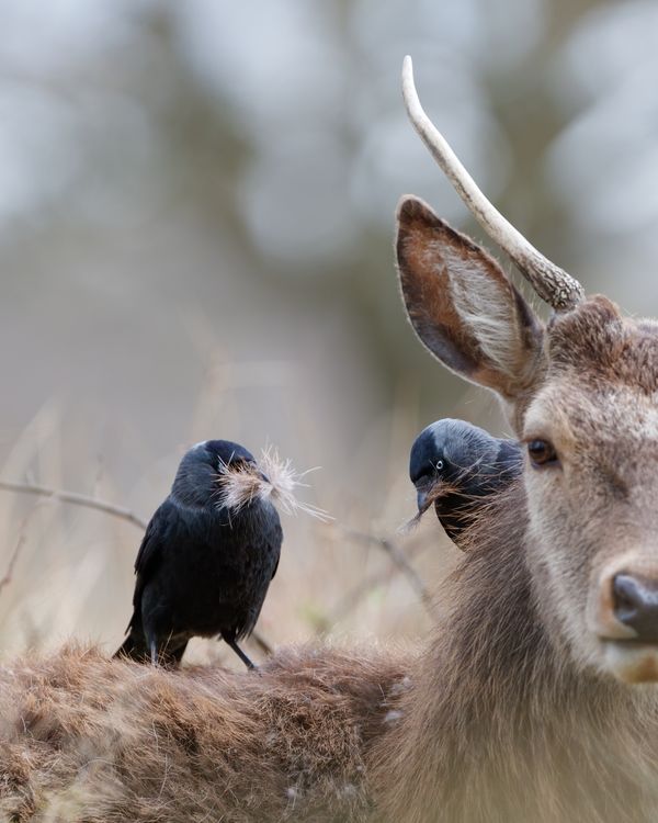Two jackdaw collect fur from a deer thumbnail