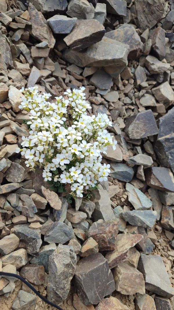 Alyssum flowers thumbnail