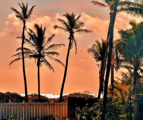 The Scarlett Colored Sky at Sunset on Palm Island thumbnail