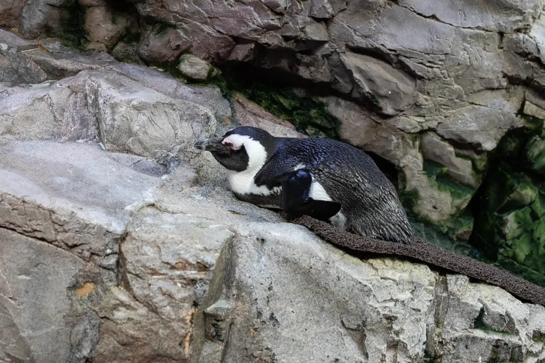 Penguin on its stomach resting