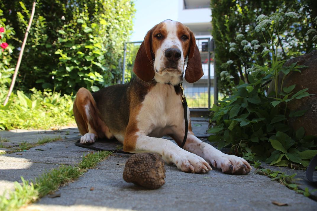 Good News, Foodies: Truffles Are Not Stuffed With Chernobyl Radiation